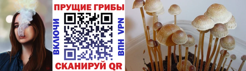 Купить где  Волжск  Псилоцибиновые грибы Psilocybine cubensis 